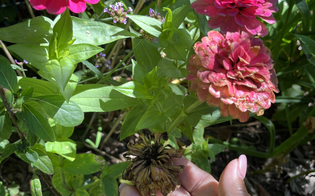 Collect seeds from your plants now for a free garden next year