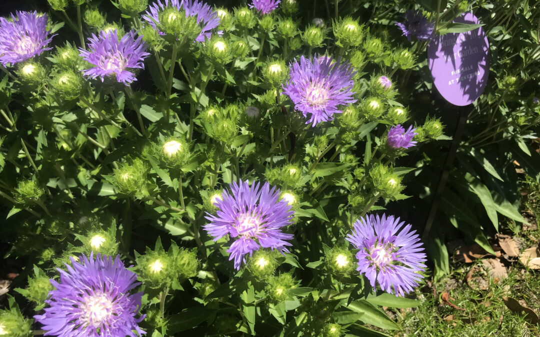Stokes’ aster — a native flower that can handle hot South Jersey summers