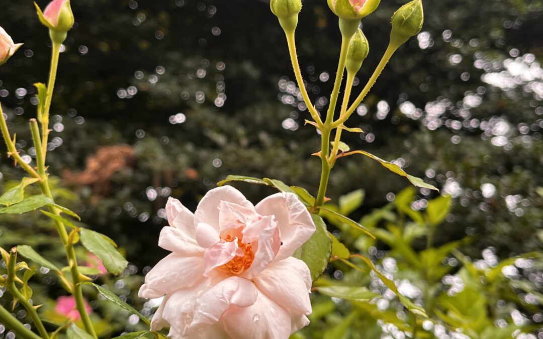 The importance of deadheading and pruning our plants