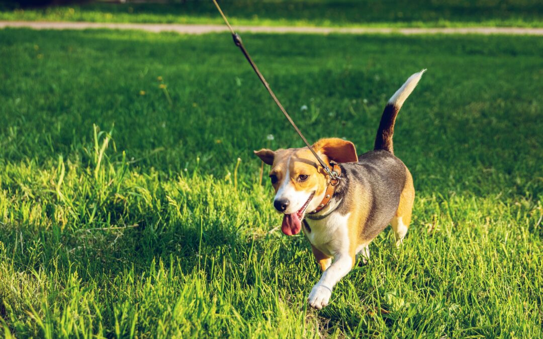Leash your dog in public places