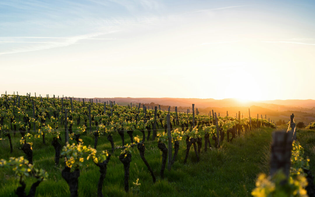 Natural wines: The minimal intervention philosophy
