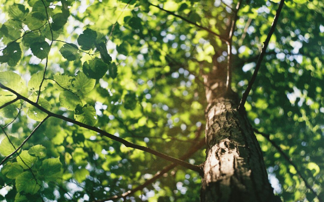 Egg Harbor City residents invited to attend Shade Tree Federation Conference