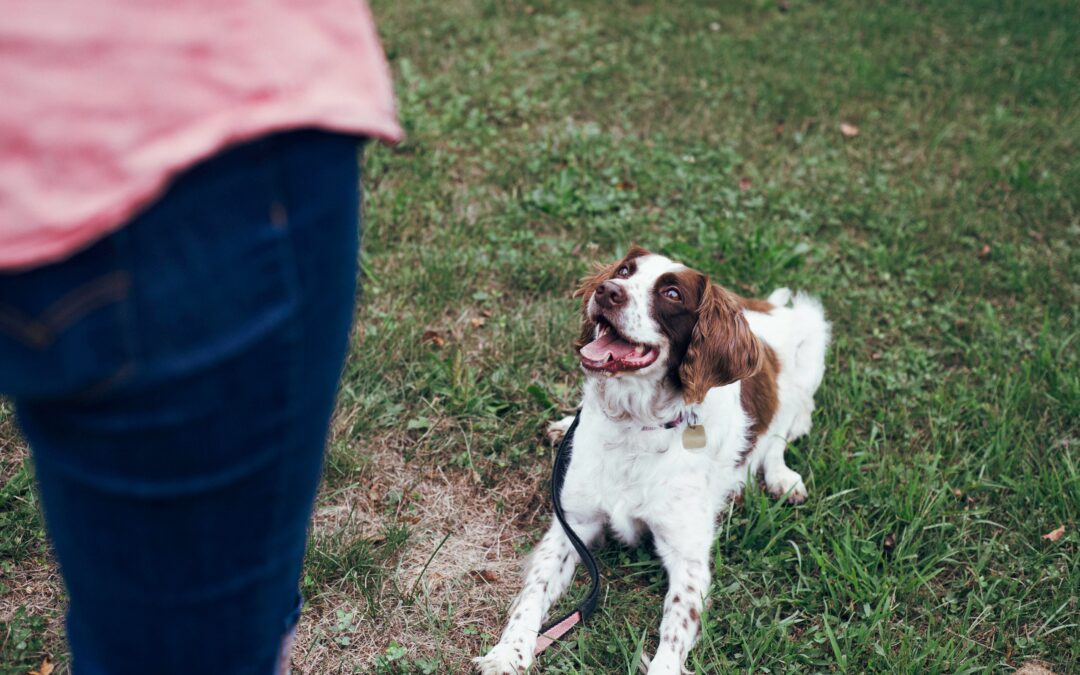 Can training change a dog’s temperament?
