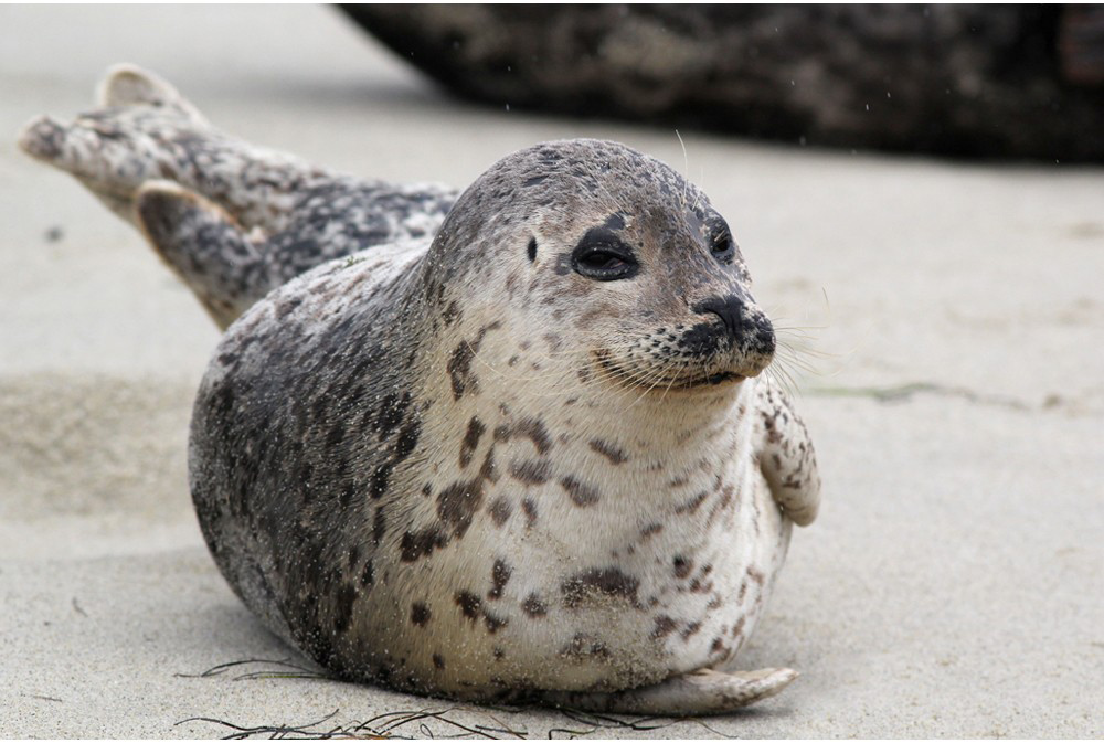 What’s below the surface: 10 creatures you’ll find in New Jersey waters