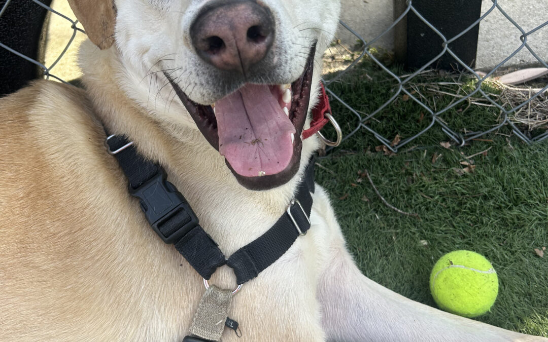 Meet April and Olly, two dogs looking for forever homes at Beacon Animal Rescue