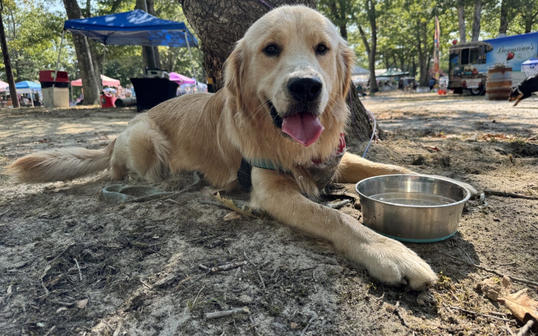 South Jersey’s largest dog-friendly event returns Sept. 13