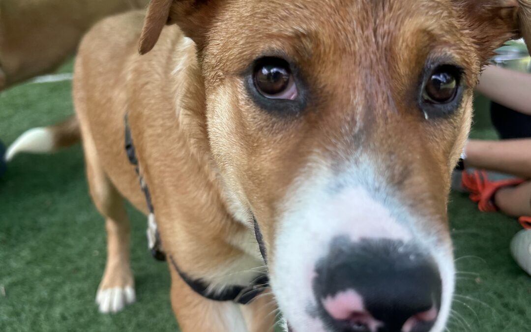 Beacon Animal Rescue pups Tito and Flash looking for a forever home