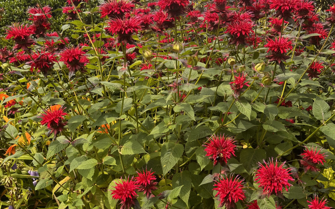 Easy-to-grow plants for the new gardener
