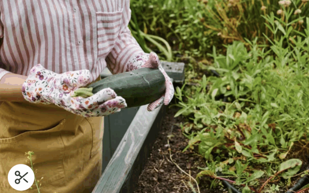 The long, nostalgic road back to zucchini fritters