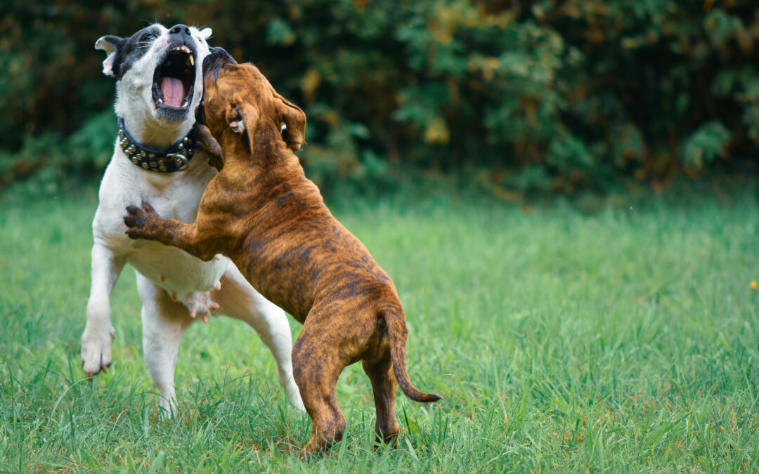 How to walk reactive dogs and manage aggression toward other dogs