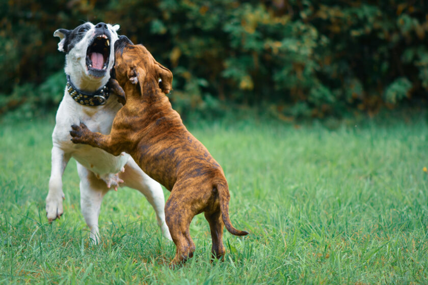 Aggressive Walk How to walk reactive dogs and manage aggression toward other dogs ...