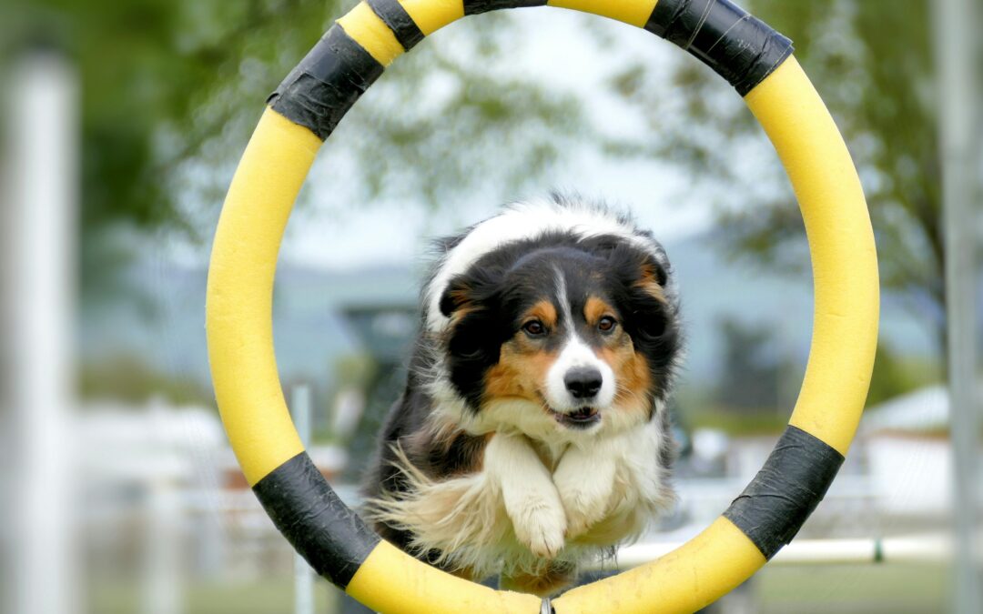 What is the American Kennel Club?