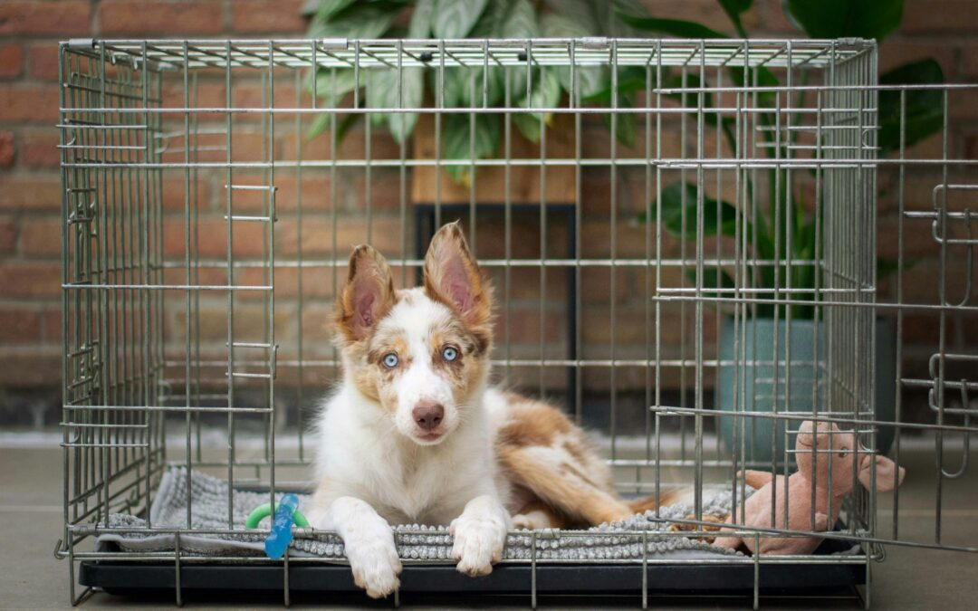 Crate training a puppy without giving in to their puppy eyes