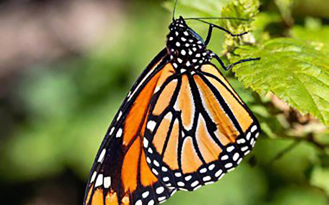 The great monarch migration begins: The odyssey of the butterfly
