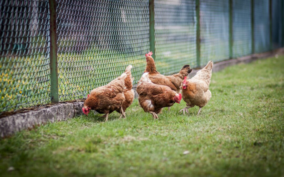 Northfield residents push back against proposed chicken ban