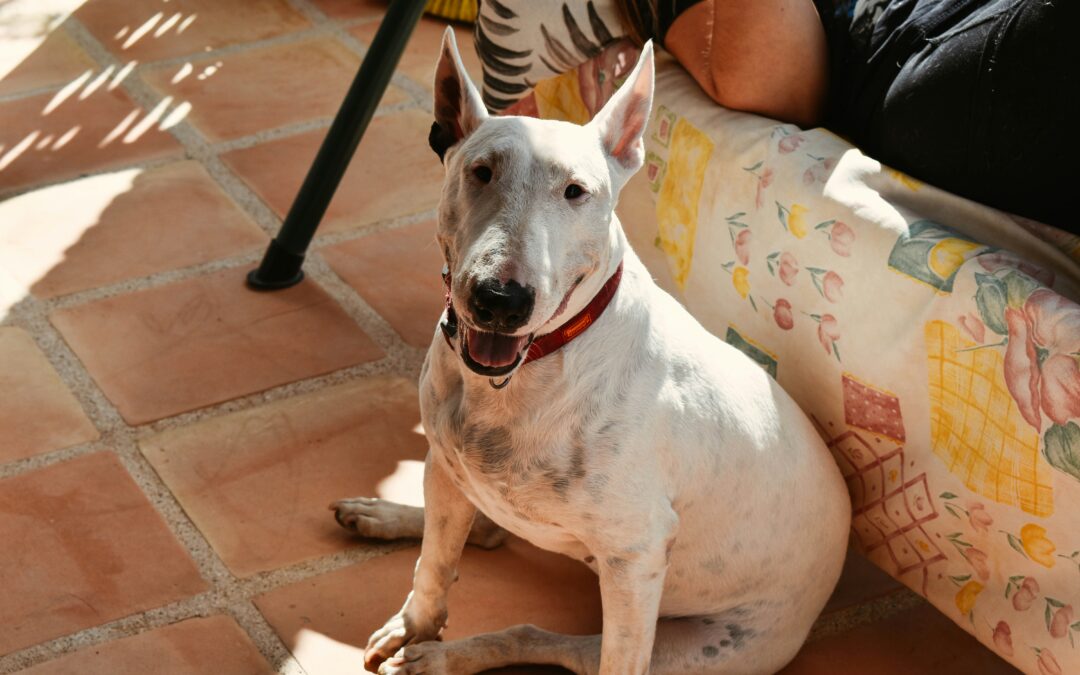 Do purebred dogs have more health issues?