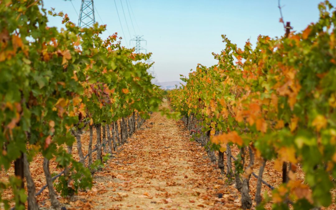 Fall wines of Northern Italy