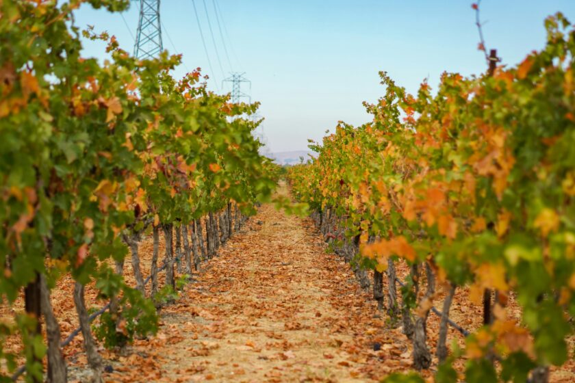 Vini Fall Fall wines of Northern Italy - Shore Local Newsmagazine