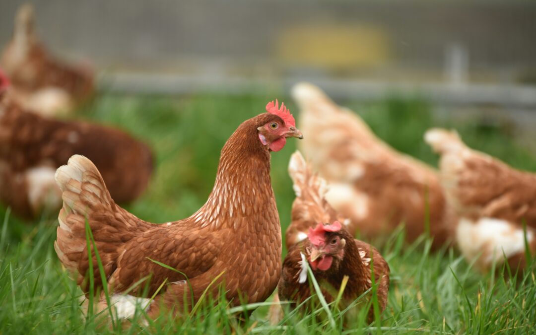 Northfield City Council rejects chicken ban, considers future regulations