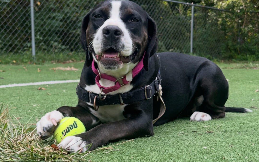 Pals in search of love: Meet Gretchen and Ralph at Beacon Animal Rescue