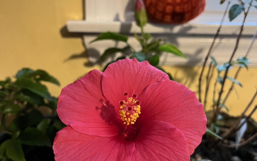 Time to overwinter your tender plants indoors