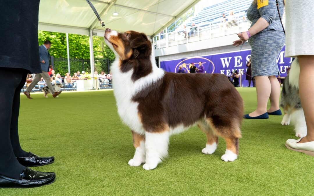 Stop by the upcoming American Kennel Club Dog Show