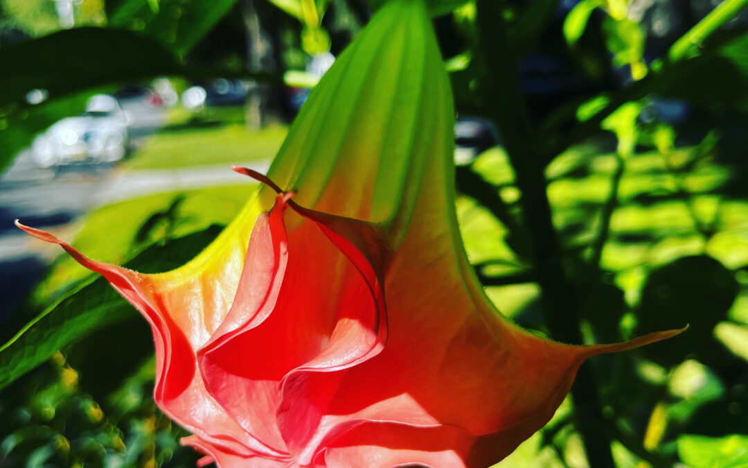 Beautiful, frightful danger in the garden
