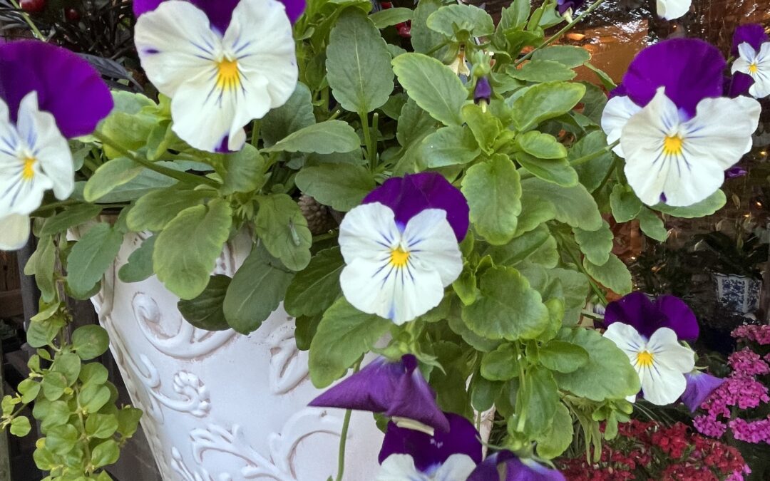 Choose colorful, cheery pansies for a fall pick-me-up