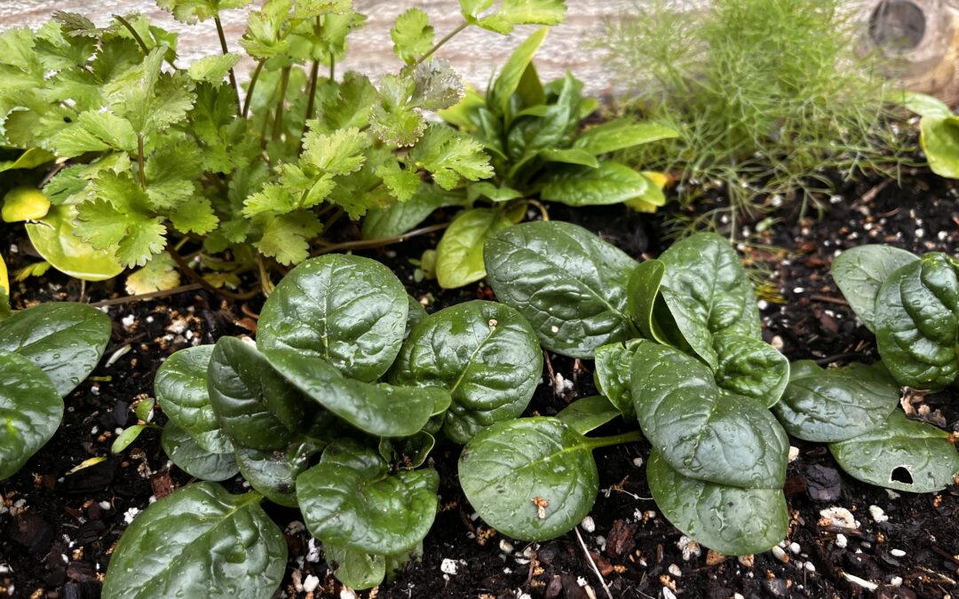 Flipping the page to cool-season vegetables