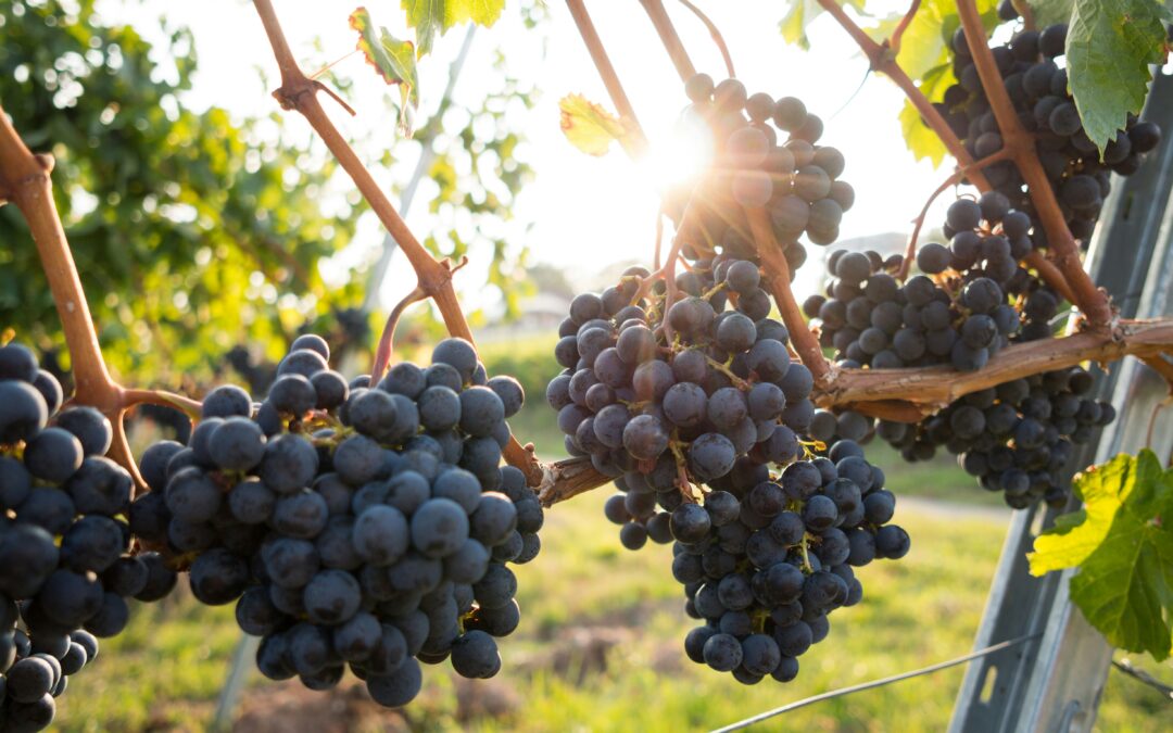 Organic, biodynamic, sustainably farmed and natural harvest wines