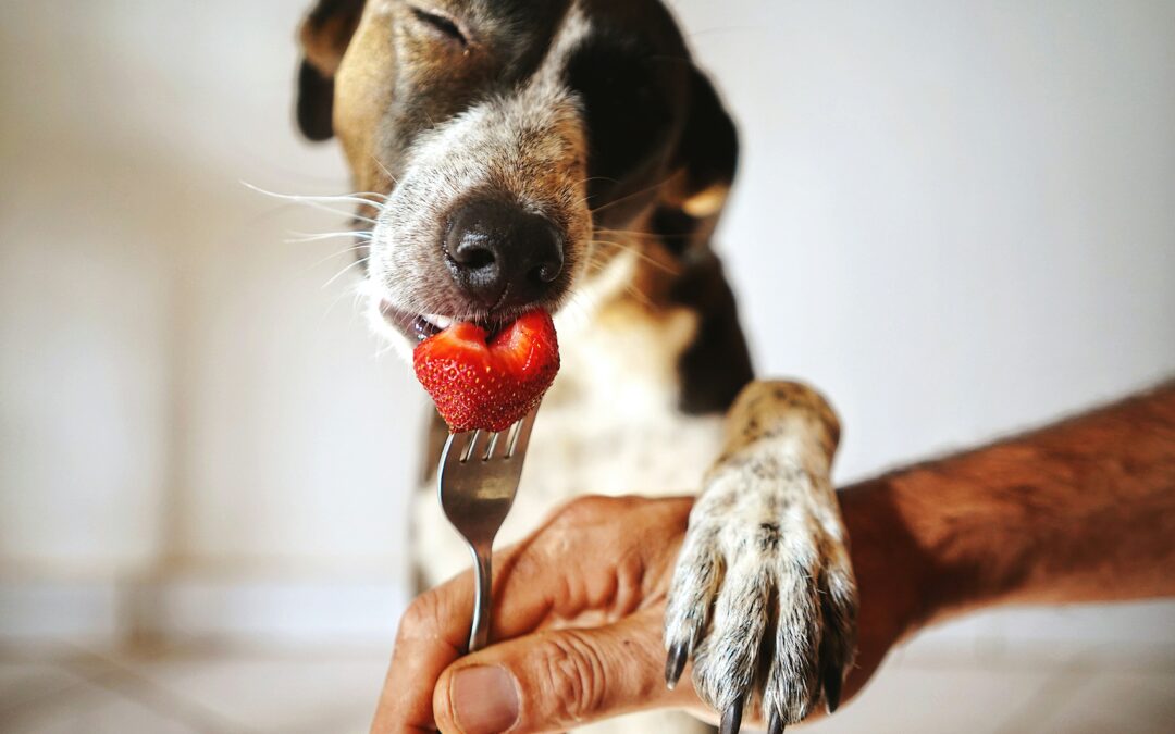Dog diets: Should you give your pup fruits or veggies?
