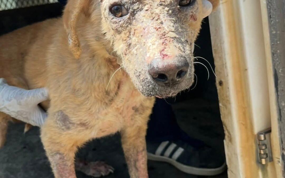 Mange: Not just a concern for strays