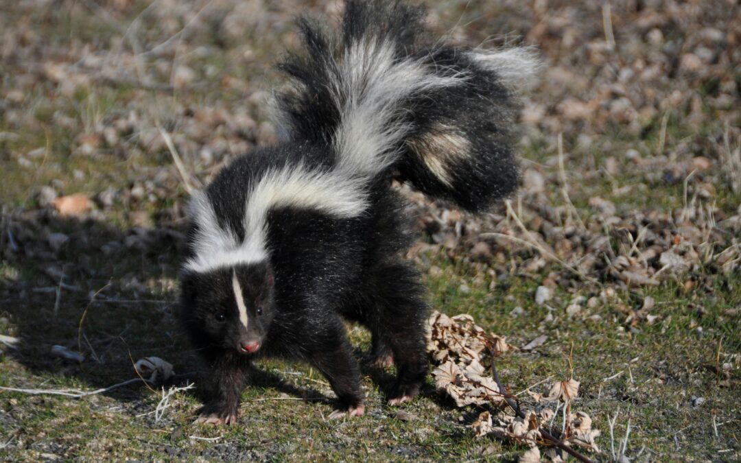 Galloway Skunk Confirmed for Rabies