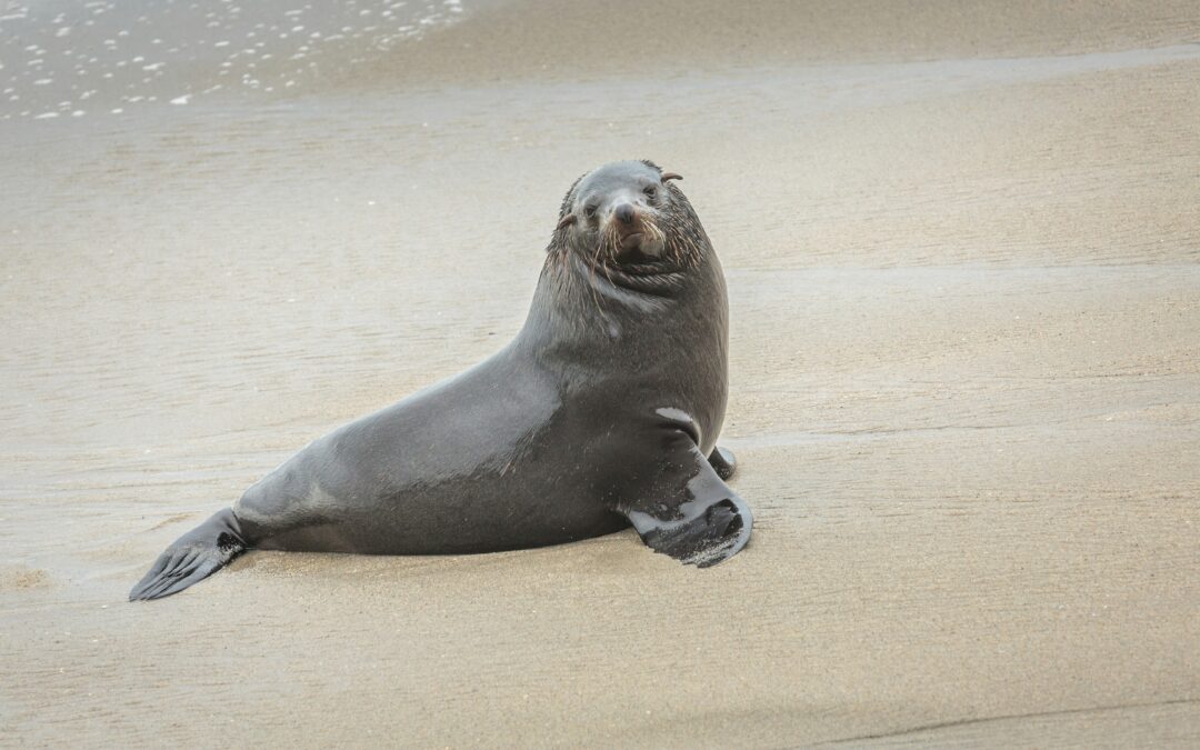 Support Rescue of Injured and Sick Marine Mammals and Sea Turtles this Giving Tuesday