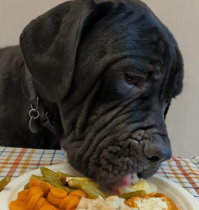 Holiday hazards: How feeding your dog scraps might jeopardize their health