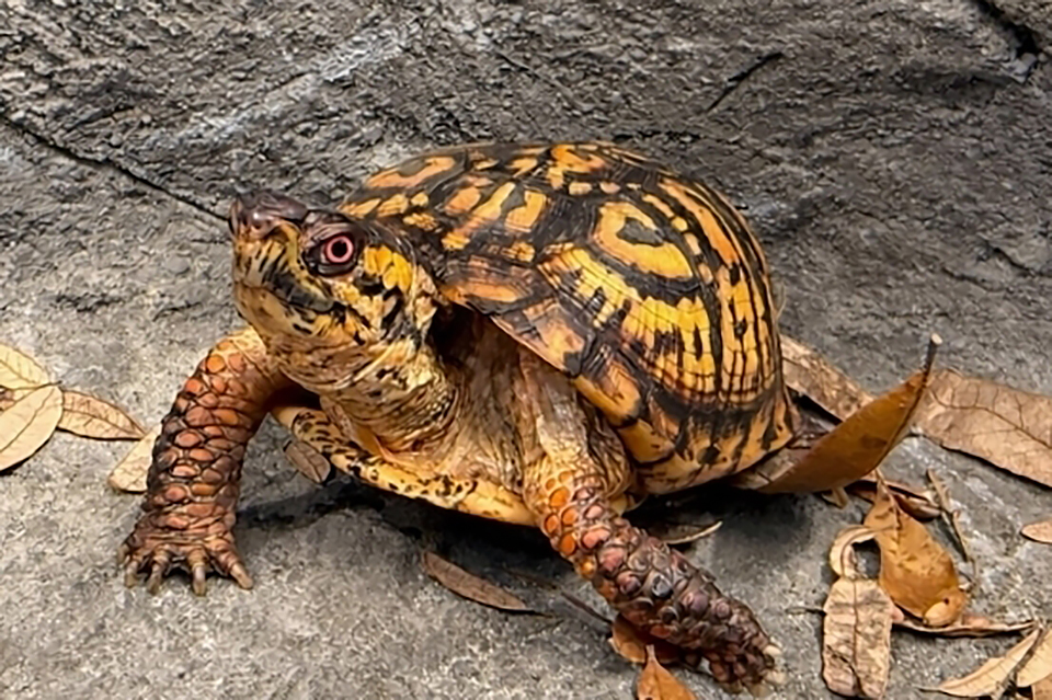 Move over groundhog, meet Rowan’s new forecasting turtle