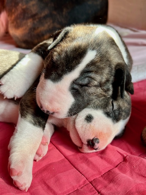 Snowed in with four-week-old puppies