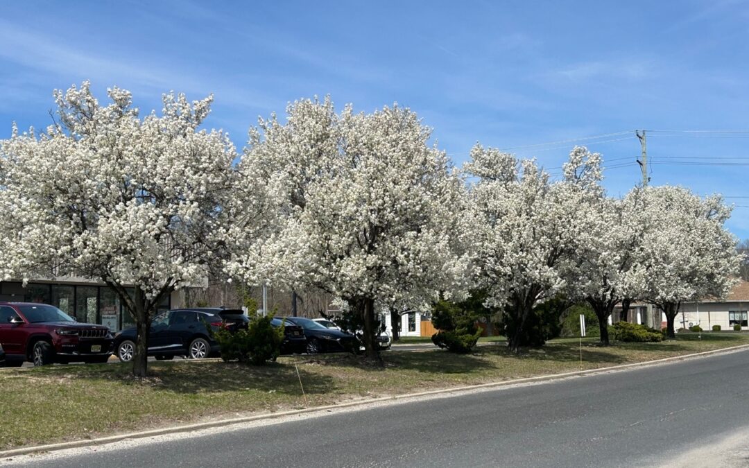 Beauty with a price: The rise of the Bradford pear