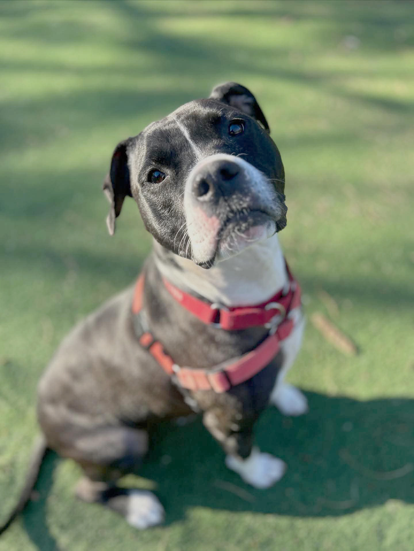 Beacon Animal Rescue spotlights Lizzy and Pizzelle in search of loving ...