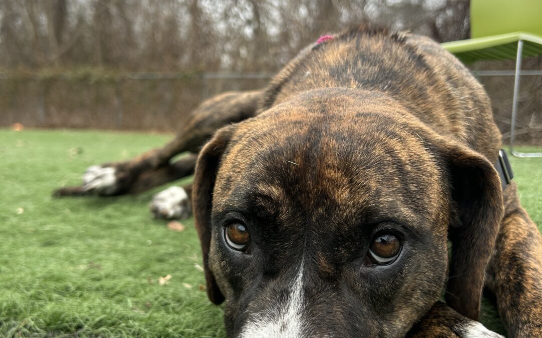 Meet Jersey and Bambi: Two pups at Beacon Animal Rescue looking for forever homes