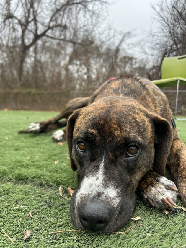 Meet Jersey and Bambi: Two pups at Beacon Animal Rescue looking for ...