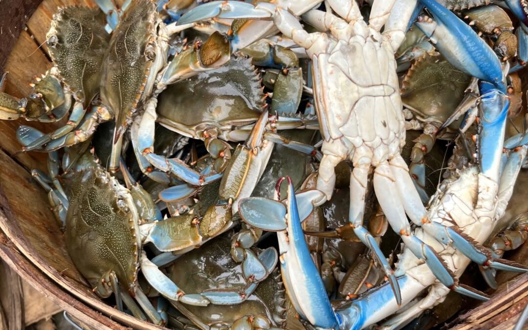 Spring Awakening: Blue crab season begins at the Jersey Shore