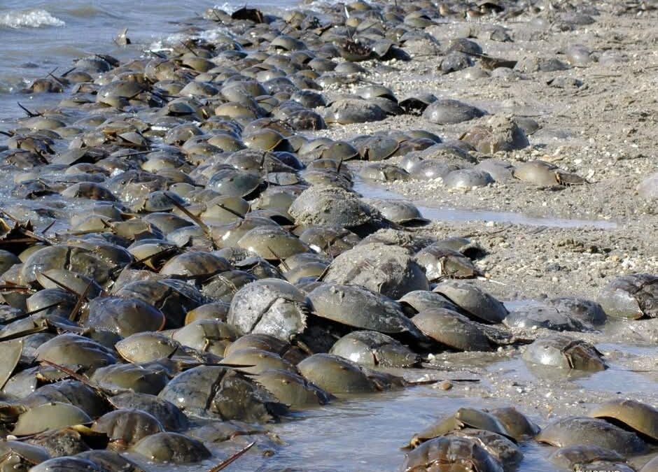 Living fossils: Horseshoe crabs take center a stage this spring