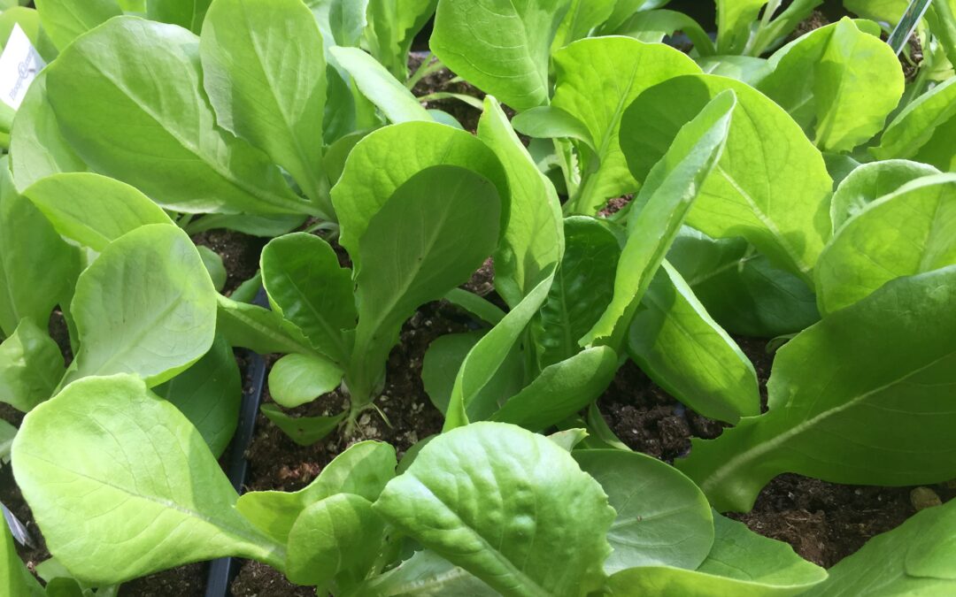 Striking the balance between planting seeds vs. seedlings in the garden