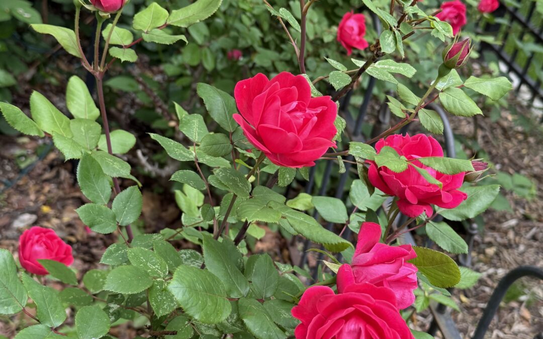 A rose garden full of memories
