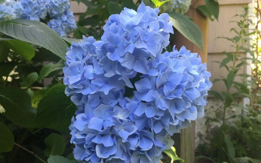 Do your homework before you visit the garden nursery