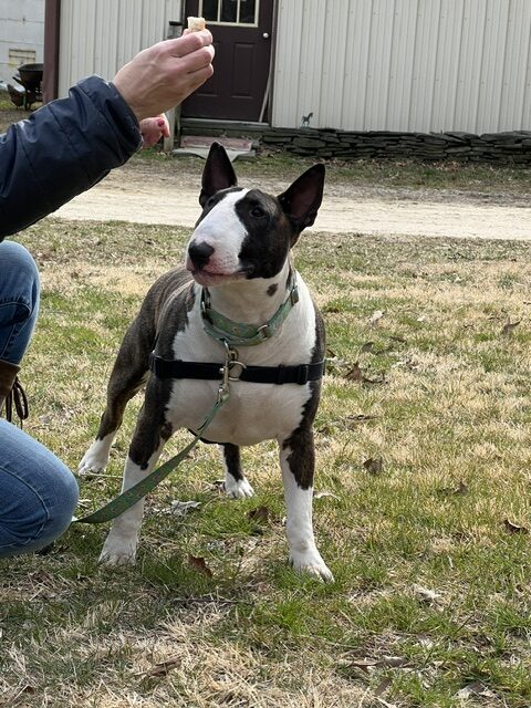 Teaching dogs how to walk on a leash: The role of harnesses
