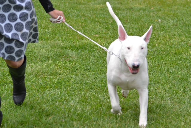 Training puppies to walk on a leash