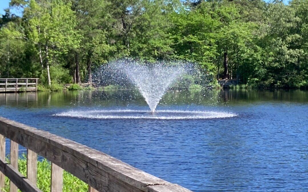 A walk through Birch Grove Park