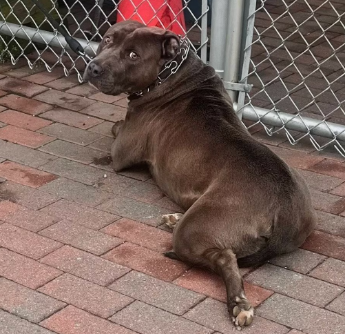 Abandoned pets are becoming a growing problem in Atlantic County